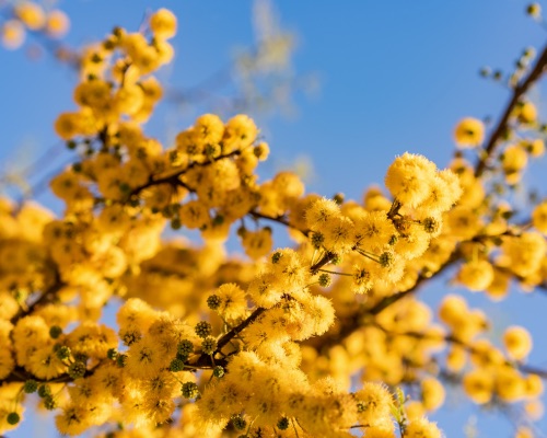 Fête du mimosa